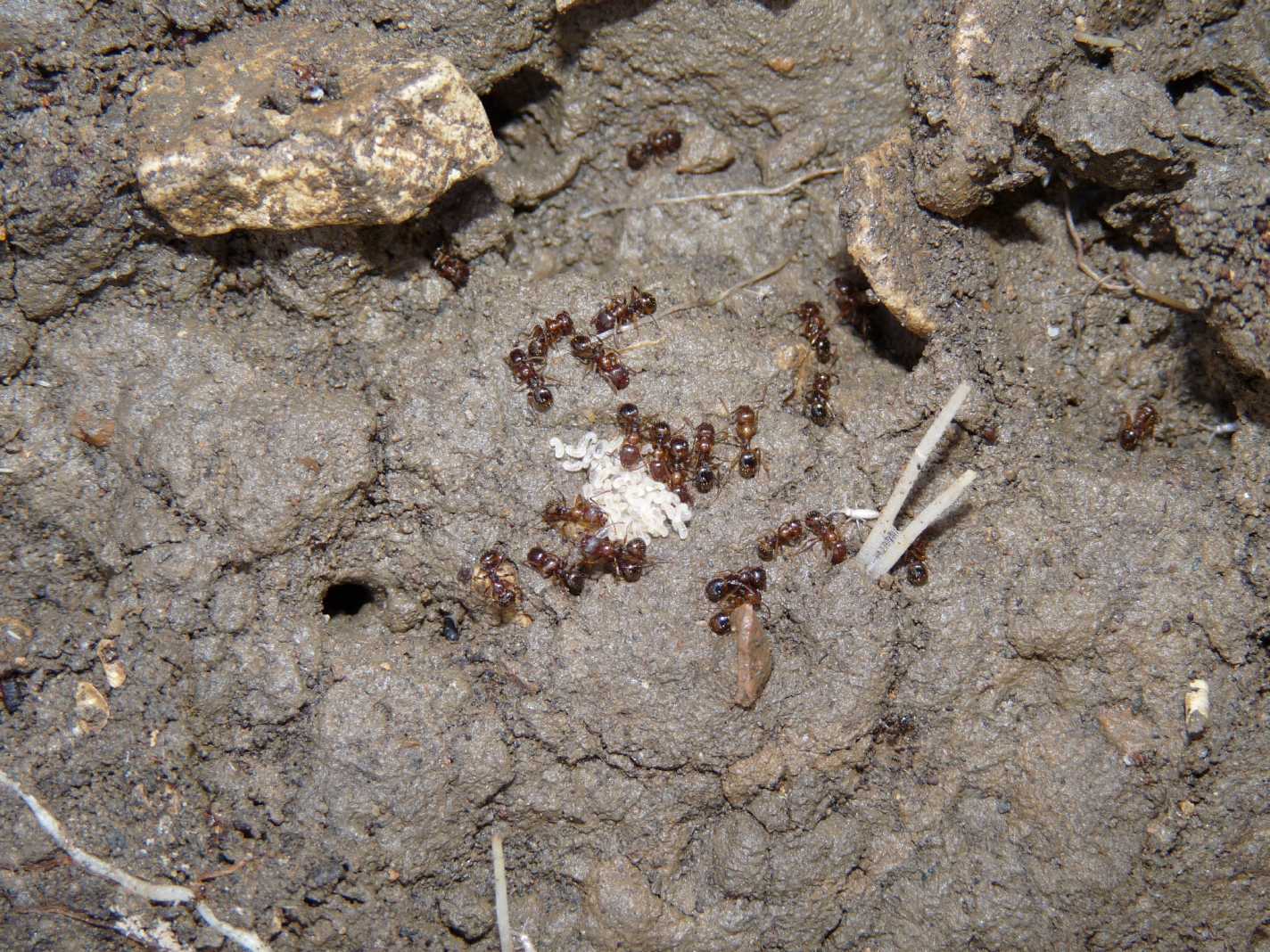Formiche brune: Aphaenogaster cfr. subterranea